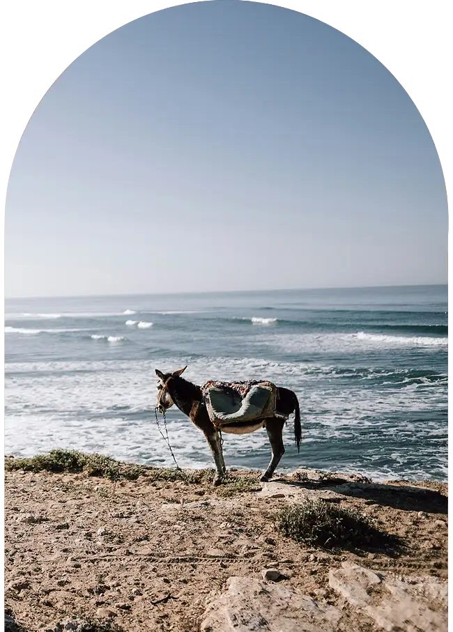 Ane en front de mer, à Sidi Kaouki