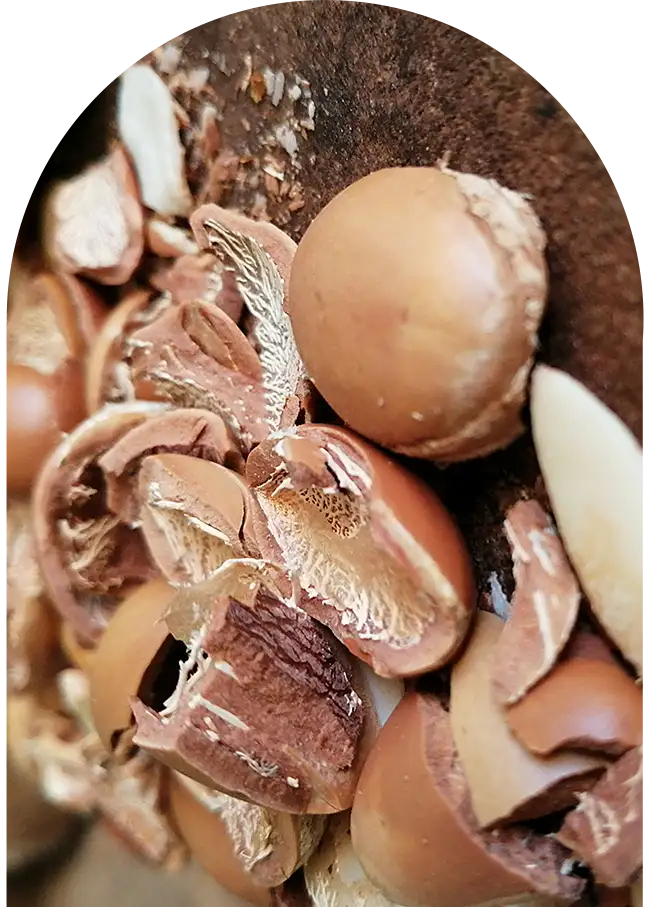 Gros plan sur des graines d'argan, produit typique d'Essaouira