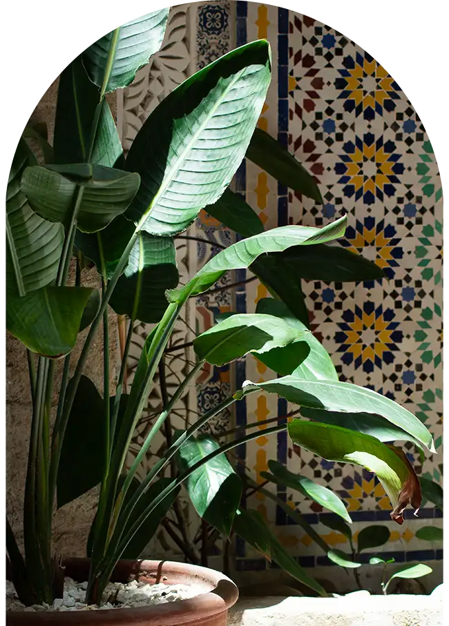 Plante luxuriante au centre du patio, sublimée par une mosaïque murale colorée dans un riad à Essaouira