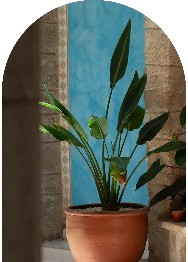 Plante luxuriante au centre du patio, sublimée par une mosaïque murale colorée dans un riad à Essaouira